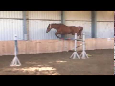 Holsteiner Stute - Uriko x Caretino *2013 Freispringen