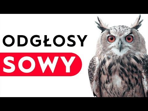 Sowa - odgłosy sowy