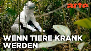 Epidemien in freier Wildbahn - Wie Tiere mit Seuchen umgehen | Doku HD Reupload | ARTE