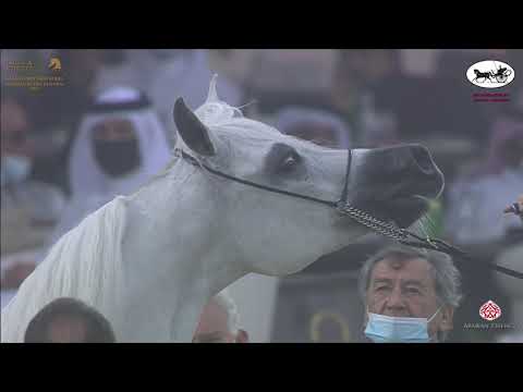 N 203 BAVIERA HVP   Katara International Arabian Horse Festival   Mares 7 10 Years Old Class 8B