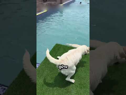 เจ้าหมาลองว่ายน้ำครั้งแรก ❤️🐶