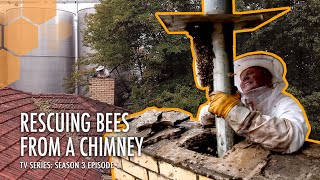 Saving a Wild Bee Hive in a Chimney | The Bush Bee Man