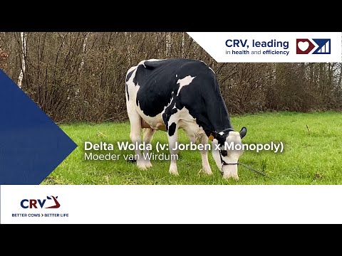 Delta Wolda (moeder Wirdum, 2e kalfs) eig.: Melkveehouderij Van Gastel, Nispen