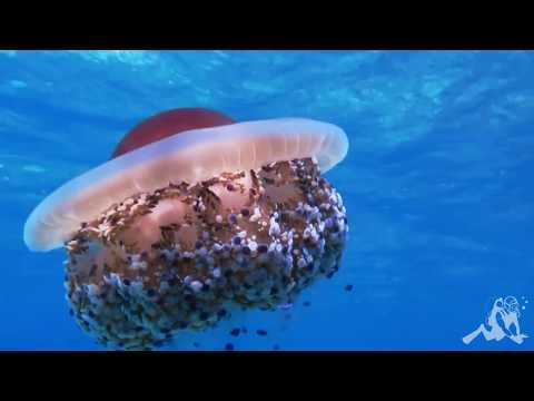 Fosca Divers - Some wonders found in La Fosca