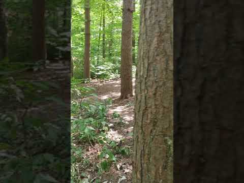 Haven't seen a subtitle button here are the captions: "Campsite 1 has a lot of trails to the creek, fairly good trees for hammocking, not a lot of room for tents back here, and a little bit more hilly back here. A small group would like this site but not a big group."