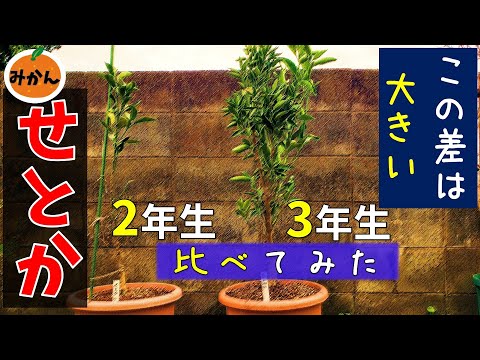 マントンで栽培されている柑橘類