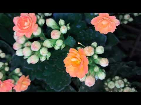 Small Cute Orange Flowers#Garden#Flowers#