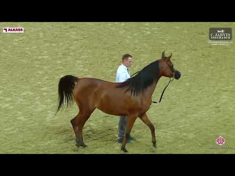 N 216 AJ YASMINA   Qatar National Arabian Horse Championship 2023   Fillies 3 Years Old Class 5