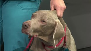How long can dogs live without a spleen | Riv-fur City Pets | River City Live