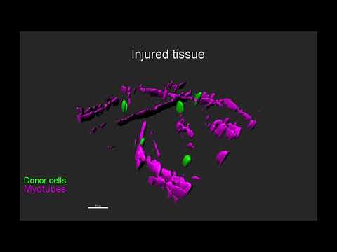 MEndR - tissue repair concept
