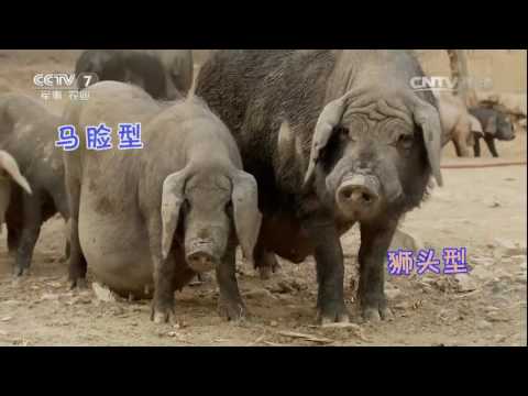 20160831 致富经 90后小伙3年从负翁到富翁