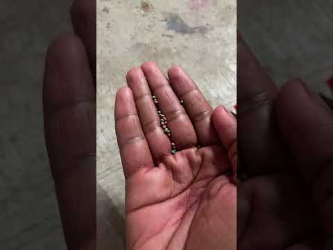 Taiyo grow fish food review | How to grow guppy | Feeding guppy|#guppy #fish | How to maintain guppy