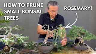 Bonsai Technique: Refining a Shohin Bonsai Tree (Part 2): Rosemary, 5 Years in Training