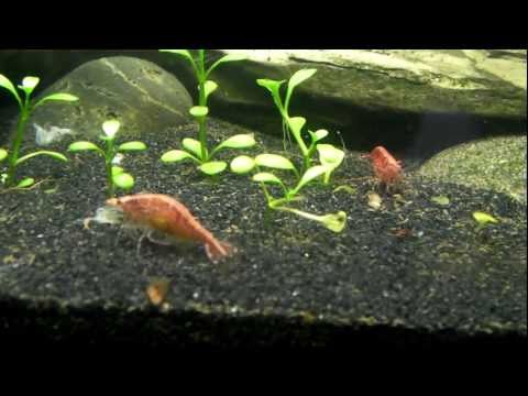How to care for red cherry shrimp.