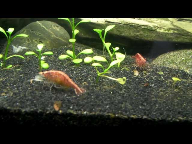 How to care for red cherry shrimp.