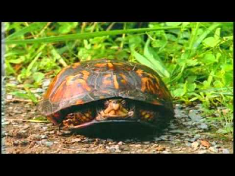 DLIA: Name A Species Project