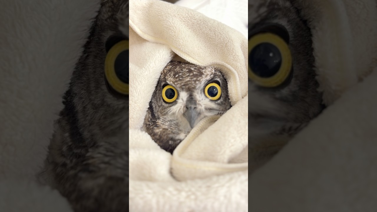 🟢 餌のご注文👉/新鮮・安全・スピード配送。梟宅配便が全国へ🚚 #冷凍マウス #冷凍ヒヨコ #冷凍ウズラ #スネークフード #猛禽類 #爬虫類 #アフリカワシミミズク