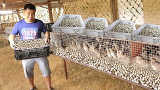 QUAIL FARMING -Producing and collecting THOUSANDS of eggs everyday