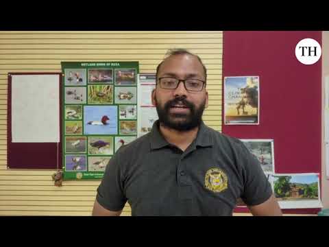 Dogs vs wolves  A Shift in Maharashtra's Apex Predators