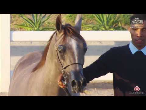 N 106 JEBREEN AL SNYAN   KAHBS 2025   Kuwait AH Breeders Show   Colt Foals   Section D Class CFD