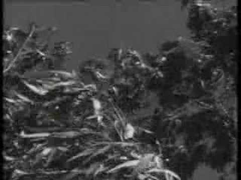 Dance Along the Edge - Concrete Blonde