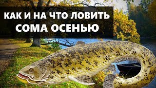 На что клюет сом в октябре