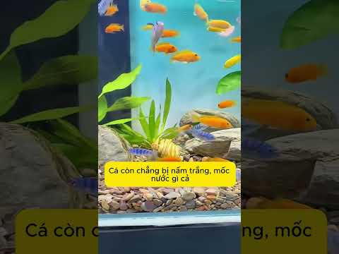 👉 Nhật ký nuôi cá mỗi ngày.Chăm cá đúng cách thì cá khỏe,nước trong, nhìn thôi cũng thấy thư giãn🤩
