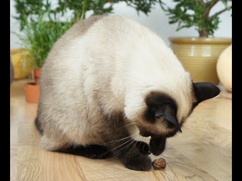 Silver vine/matatabi fruit. Relaxation for cat. Relief of Stress and Anxiety.