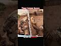 Hyena Taunts Tiger 🐅 | Instant Karma Attack! #trending #animals #tiger #hyena #shorts #youtube