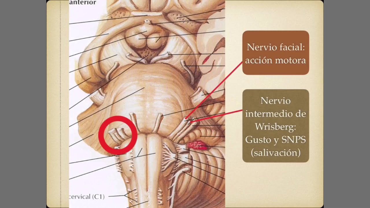 Pares craneales 7: Nervio facial