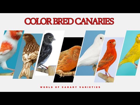 Color Bred Canaries: A Rainbow of Feathers ( part 2 )