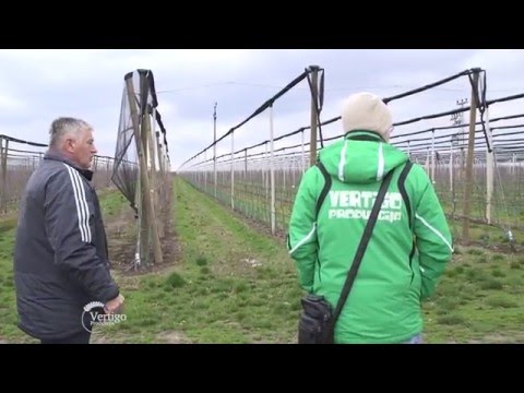 Proizvodnja jabuka u Slankamenu - U nasem ataru 629