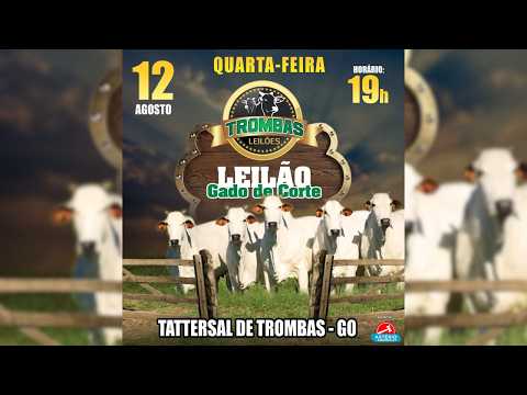 LEILÃO  GADO DE CORTE TROMBAS LEILÕES - TROMBAS GOIAS  - 12 / 08 / 2026