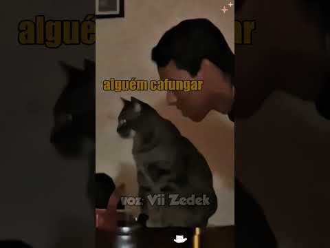 Bichinhos que nos entendem -dando tilt nos gatos