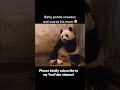 Baby panda sneeze and scares his mom. 🐼