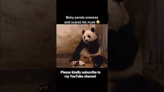 Download lagu Baby panda sneeze and scares his mom. 🐼 mp3