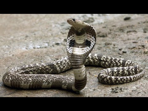 snake dance on Karachi Beach