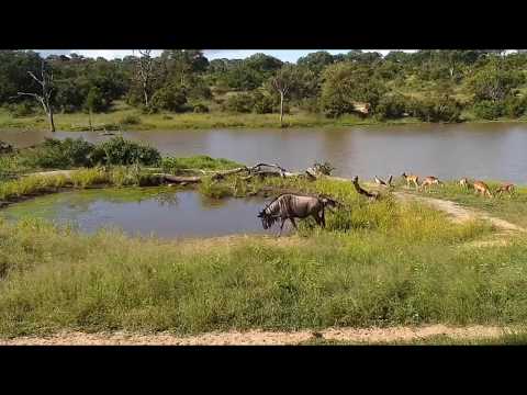Croc almost catches wildebeest in the old dam - Djuma dam cam