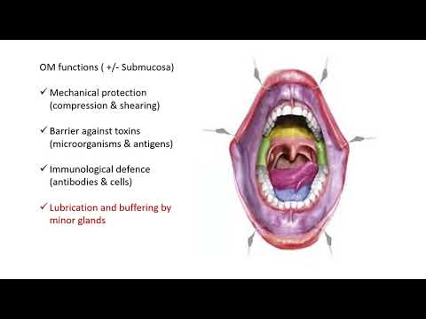 Oral mucosa 1 and 2 Overview
