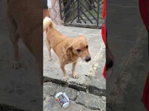 o dono da rua é ele.  BARRO PRETO BAHIA ( rua Lauro de Freitas e seu caramelo valentão)