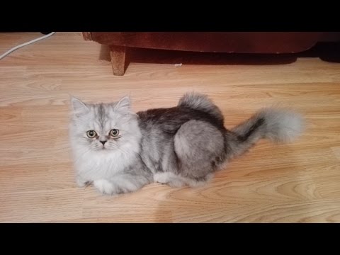 My Funny Persian Kitties and The Laser Pointer (best toy to entertain your cute cat) | DISCOVER