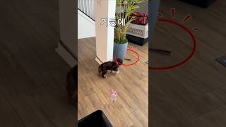 Download lagu 기둥 돌기 끝판왕! 왜 잡히질 않니...🐶 Why can't you catch it? mp3