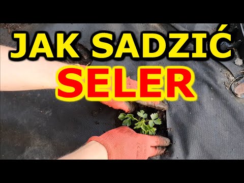 , title : 'Jak i kiedy sadzić Selery na działce | Uprawa Selera w Ogrodzie'