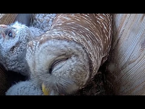 Female Barred Owl Drops Off Bird, Preens Owlets In The Nest Box – April 29, 2024