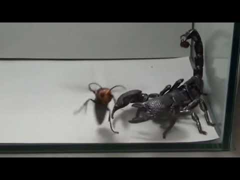 Black Scorpion VS Giant Hornet LEGEND VS!