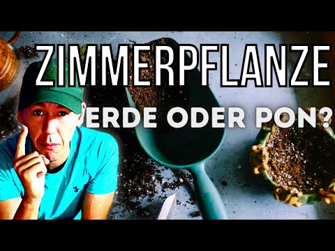 Houseplant in soil vs. mineral substrate in self-watering