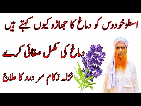 Ustukhudus k fawaid | lavender flower benefits in Urdu | Ustukhuddus Benefits | استوخودوس کی فاودیس