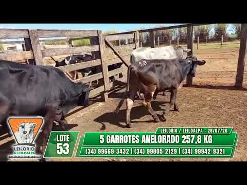 LOTE 53   5 GARROTES ANELORADO 257,8 KG - LEILO RIO & LEILO ALPA - RIO PARANAÍBA-MG - 28/07/26