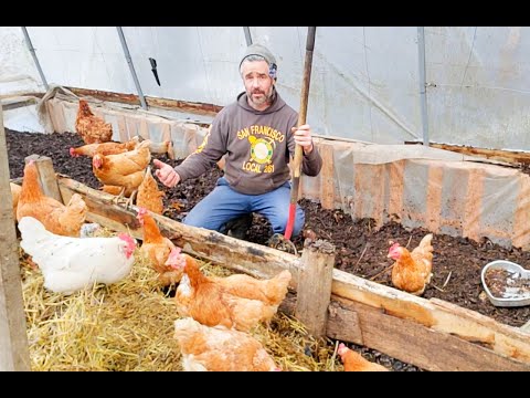 Arctic Prep: Chicken Run Winterization for Extreme Cold
