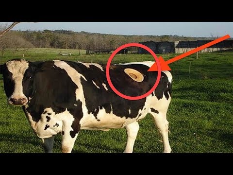 E319 世界最怪的奶牛，背上挖了一个洞，里面隐藏着什么秘密？